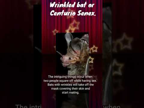 Male wrinkled bats have a tendency to 'wear a mask' when mating.