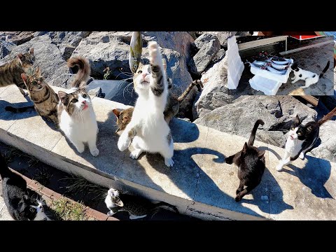 Cute cats that get excited and start talking when they see fresh raw fish.