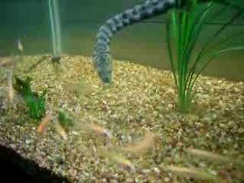 YouTube Video mo90kgzTGDQ