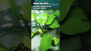 Download lagu 💚💛 Anubias Nana Gold 💛💚 #shorts #ytshorts #viral #trending mp3