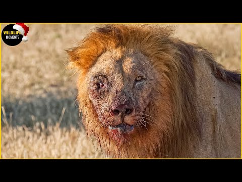 100 Brutal Moments Lion, Leopard & Wild Animals Injured To Dea.th In The Wild