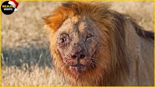 100 Brutal Moments Lion, Leopard &amp; Wild Animals Injured To Dea.th In The Wild