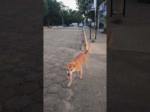 Amigão caramelo aparece no balneário de Rosana estado de São Paulo #nature #cao #animal