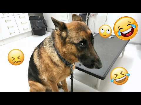 Funny animals videos of Cats🐈 and Dogs🐕2026 #4 | Try Not To Laugh 😂