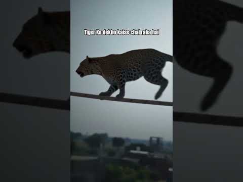 Anaya Zuhair  tiger rassi per kaise chal raha hai