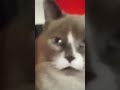 Sesame Street The Sound That Cat Makes
