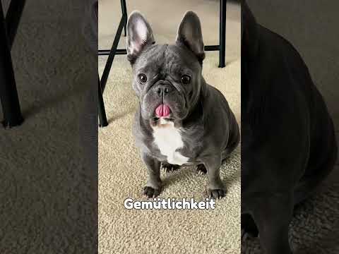 Welcher Hund passt zu deinem Sternzeichen