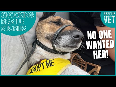 Rescue Team Thought This Dog Would Never Find A Home! : Leika's Rescue Story