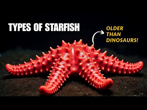 Types of Starfish: Explore the Diverse World of Sea Stars!