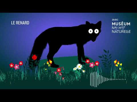 Le renard roux : un chasseur infatigable