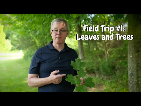 Virtual Field Trip #1: Trees & Leaves | Tom | (#30DaysofSonshine)
