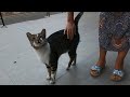 Big Cat Meowing And Purring For Attention
