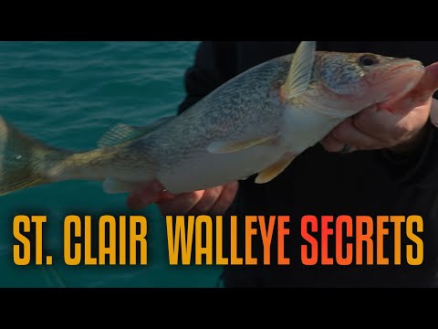 St. Clair River Walleye Adventure | Fisherman’s Digest