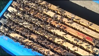 من سيفوز النخل ام النحال تابع لتعرف