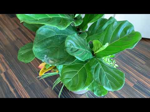 download lagu mp3 mp4 Fig Tree Cost, download lagu Fig Tree Cost gratis, unduh video klip Fig Tree Cost