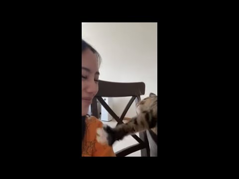 Cat Touching Her Owner's Nose Affectionately