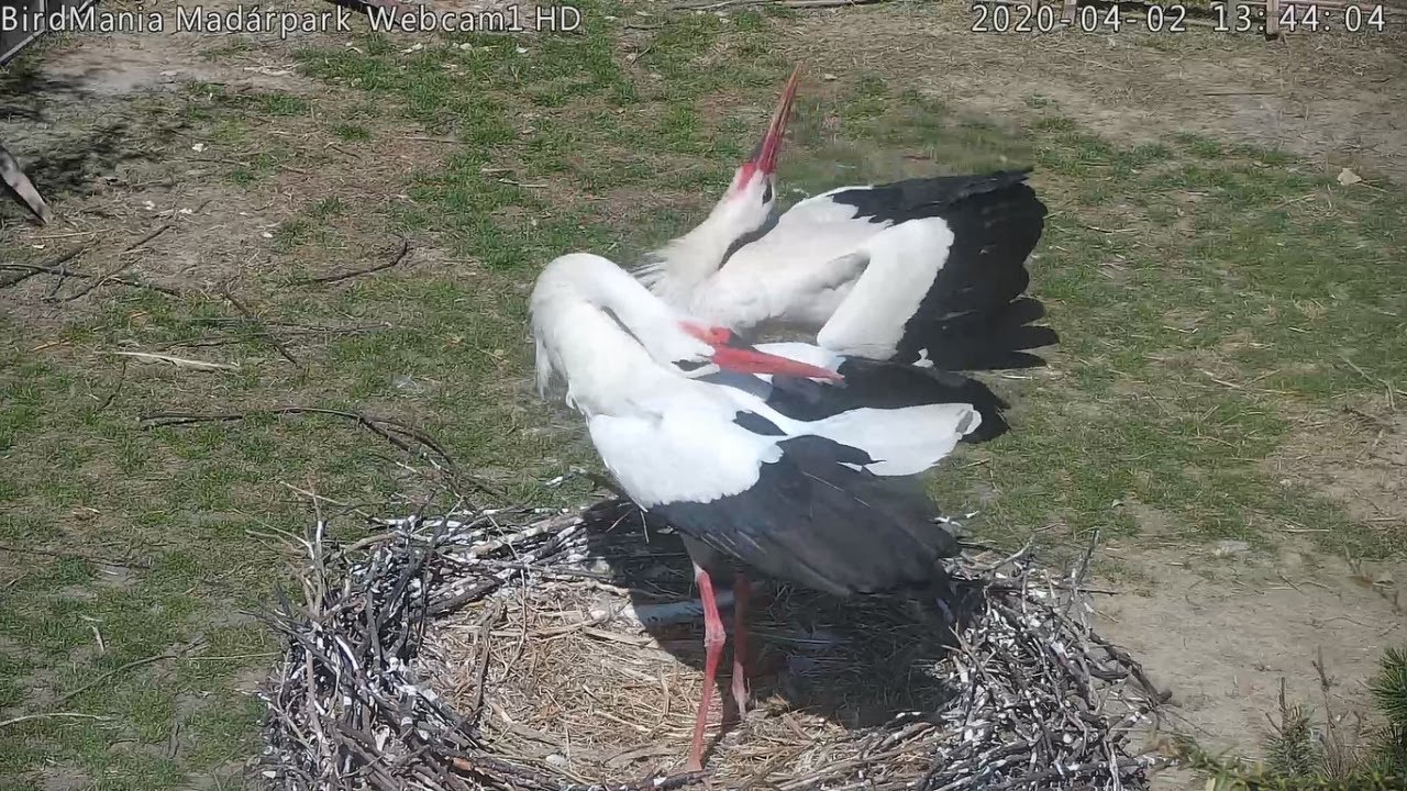 Live webcam view of Cigüeñas Blancas en la Plataforma de Anidación