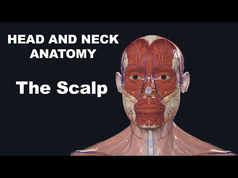 , title : 'تشريح الرأس والرقبة فروة الرأس - Head And Neck Anatomy The Scalp'