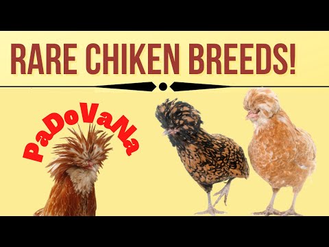 , title : 'Padovana Rare Italian Chicken Breed| Padovana Rare Italian Ornamental Chicken Breed'
