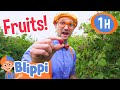 Blippi Visits A Raspberry Factory 1 HOUR BEST OF BLIPPI Blippi Toys Educational Videos For Kids