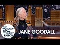 Dr Jane Goodall Teaches Jimmy About Pant Hoots And Roots Shoots