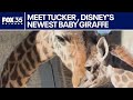 Giraffe Calf Makes Debut At Disney S Animal Kingdom