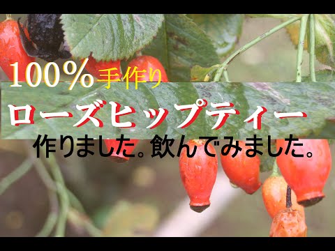 園芸 レッドローズヒップ、ラストローズ