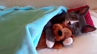 ЛУЧШИЕ ПРИКОЛЫ С ЖИВОТНЫМИ! ПОПРОБУЙ НЕ ЗАСМЕЙСЯ