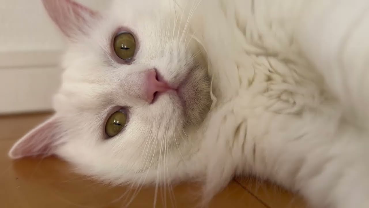 もふもふな猫にペシペシされたい方へ