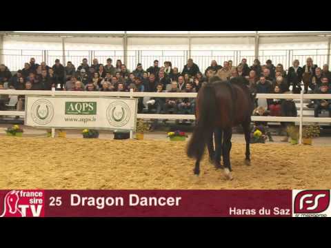 Lot 25 Dragon Dancer, Salon des Etalons du Lion 2016