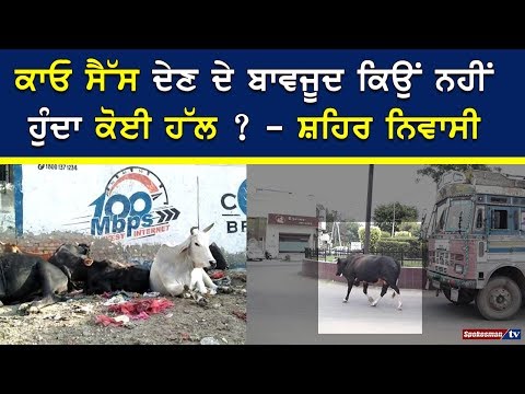 ਪਟਿਆਲਾ ਸ਼ਹਿਰ 'ਚ ਅਵਾਰਾ ਜਾਨਵਰਾਂ ਨੇ ਮਚਾਇਆ ਆਤੰਕ