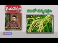 Raithunestam Topic వరిలో సస్యరక్షణ