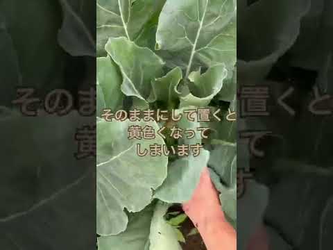 カリフラワーの観賞用芳香野菜植物の隣に何を植えるか