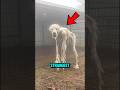 Top 5 Strangest Animals Seen Only ONCE In A Lifetime Shorts Scary Animals