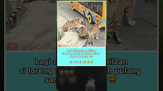 Download lagu Bang udah bang jagn di ganggu lagi 🤣 #shorts #funny mp3