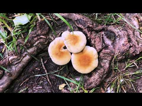 Senda de La Molinilla (Parque Natural Hoces del Duratón - Segovia)