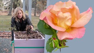 4 ways to winterize roses in cold zones
