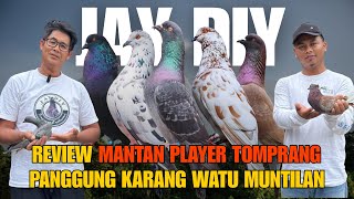 Download lagu REVIEW OF THE FORMER TOMPRANG PLAYER OF KARAWANG WATU MUNTILAN PIGEON IN KOH JAY'S COOP ‼️ #pigeo... mp3