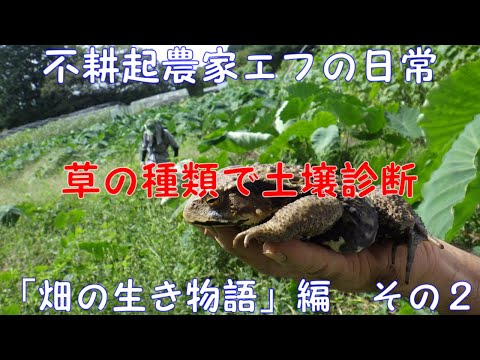 植物、雑草インジケーター、ph 状態、土壌、庭診断ツール