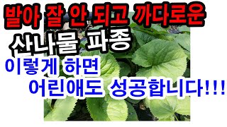 발아가 잘 안되고 까다로은 산나물 파종. 이렇게 하면 어린애도 성공합니다.. 처음 파종하시는 분은 이렇게 해…