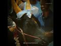 Hiphop Tamizha Happy Mattu Pongal Whatsapp Status