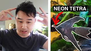 THIS is why Fish Tank Stocking MATTERS | Fish Tank Review 267