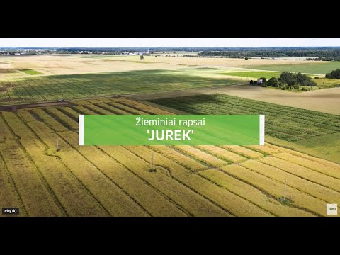 Žieminių rapsų veislė JUREK