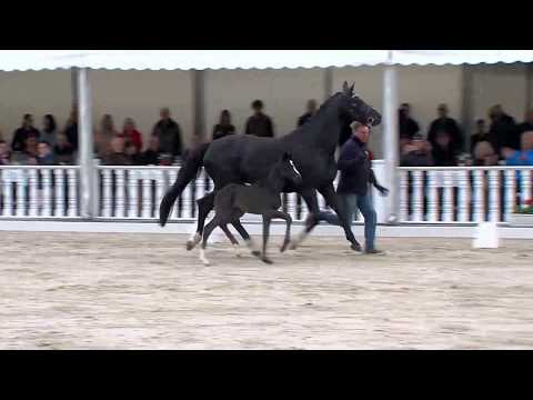 Stutfohlen von Dancier Gold