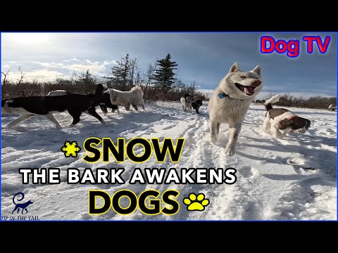 Dog TV: THE BARK AWAKENS - Tip of the Tail Episode 10 (Tony's Group)