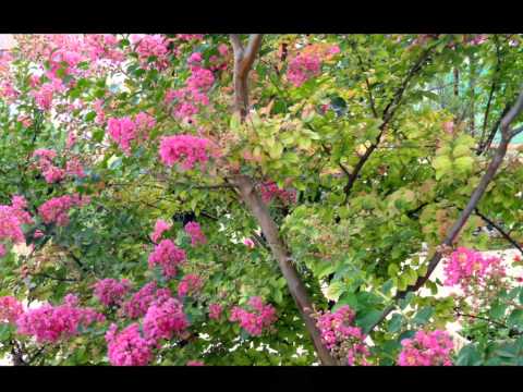 Bulgaria Albena Flowers