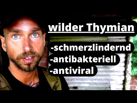Wilder Thymian - bei Bronchitis und Schmerzen - antiviral und antibakteriell.