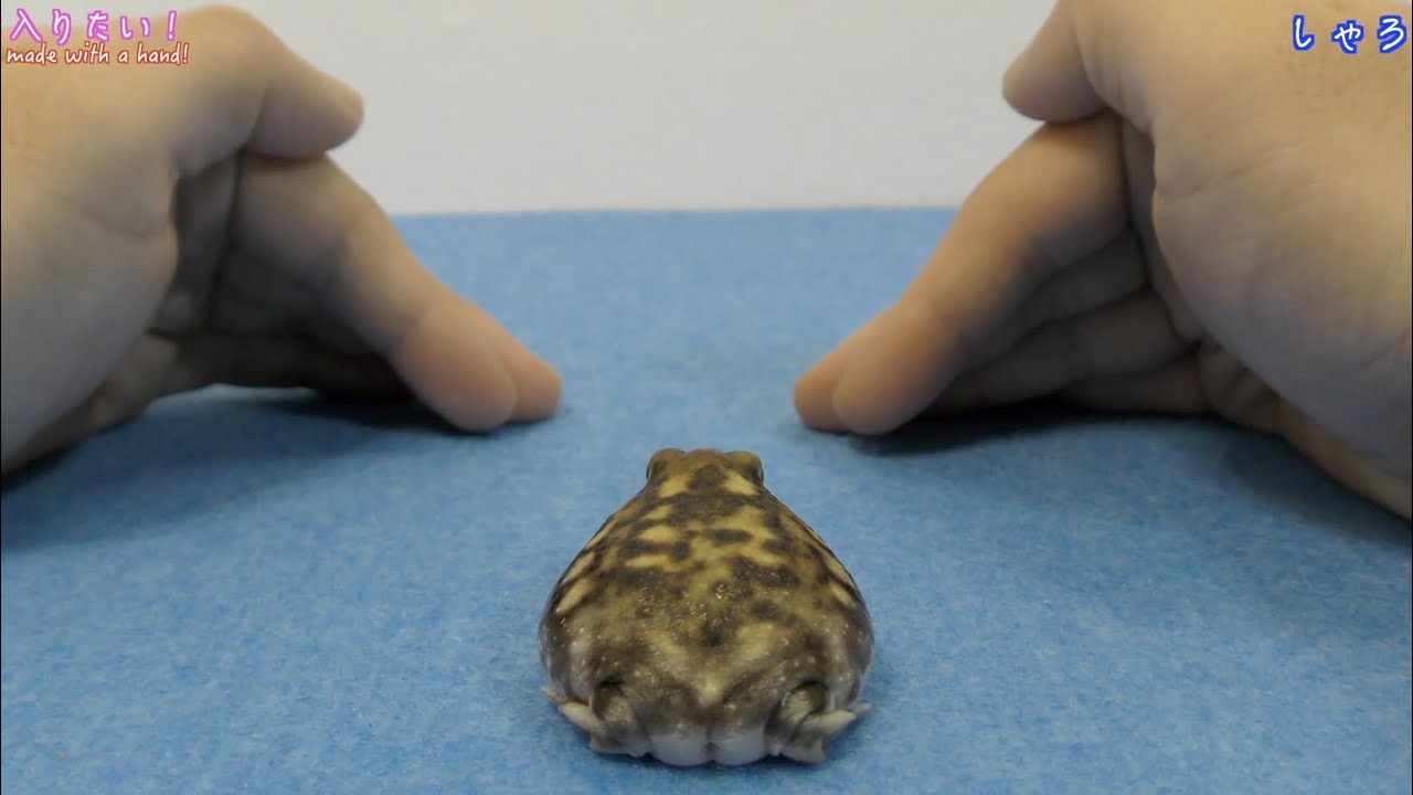 手のトンネルでひと休みするカエル。A frog that likes hand-made tunnels