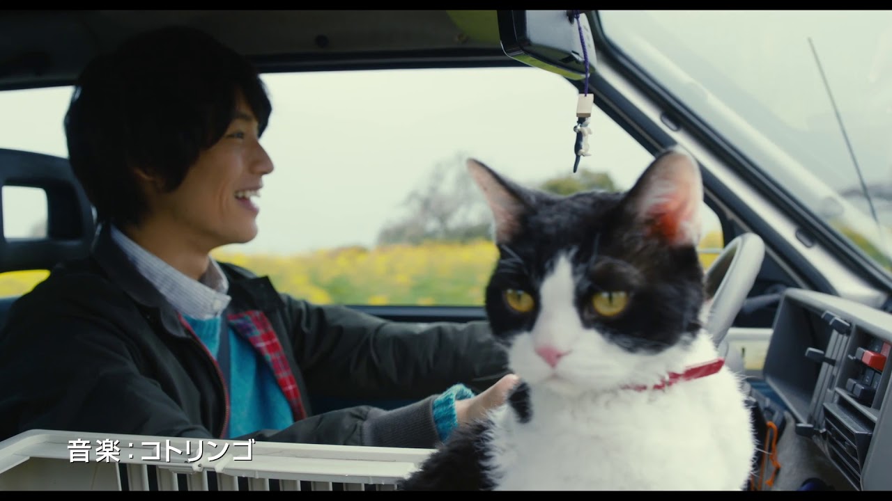 映画『旅猫リポート』特報