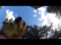 Corgi Trio Drinking Water Underwater View